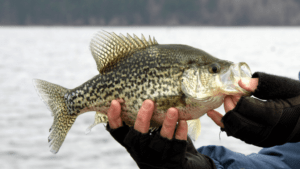 How to catch crappie