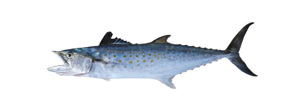 how to catch big spanish mackerel