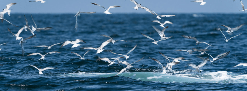 how to catch spanish mackerel in the gulf