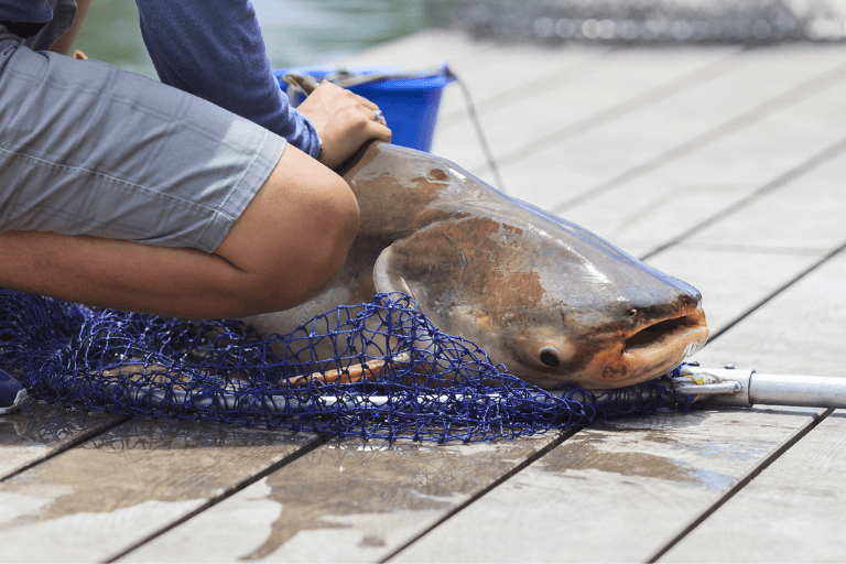 How to catch big catfish