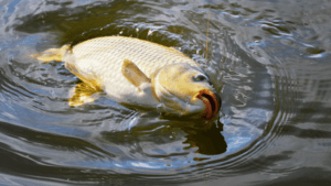 How to catch carp
