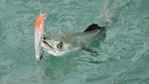 How to Catch Spanish Mackerel