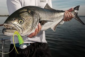 Bluefish Lures Reviews and recommendations