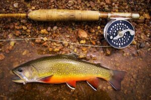Fishing Line For Trout Recommendations