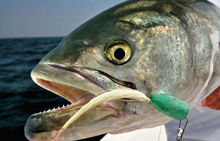 What's the best bait to catch bluefish?