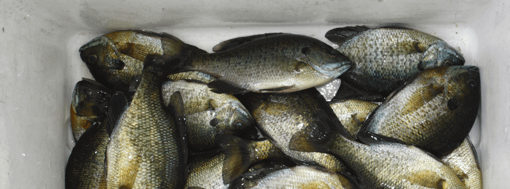 how to catch lots of bluegill