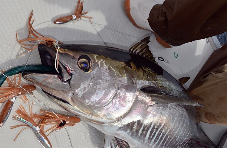 You can catch Bluefin tuna if you use the best trolling lure