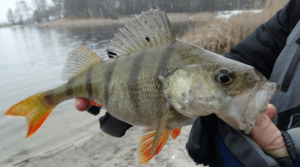 How to catch perch