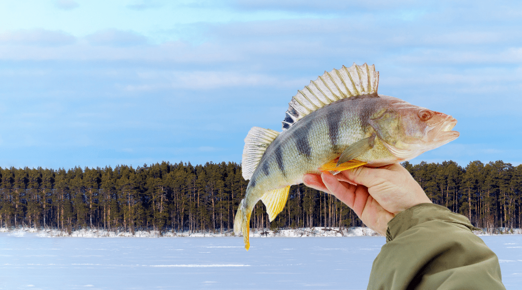 How to catch perch when ice fishing for Perch