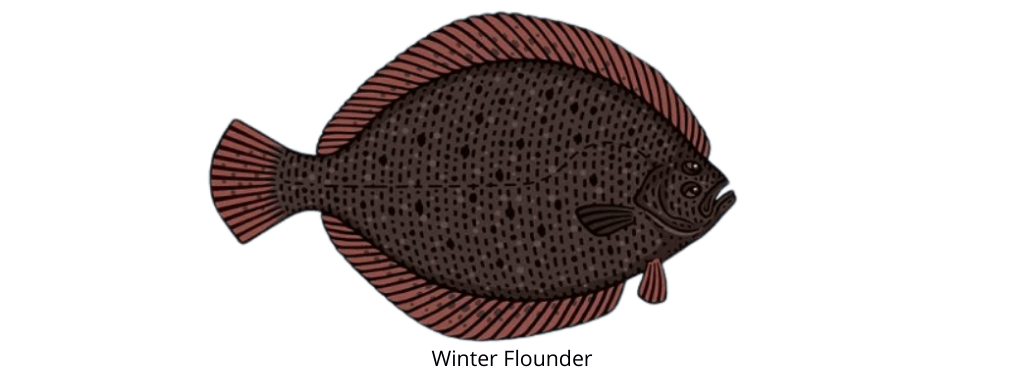 Fluke vs Flounder - the winter flounder looks right.