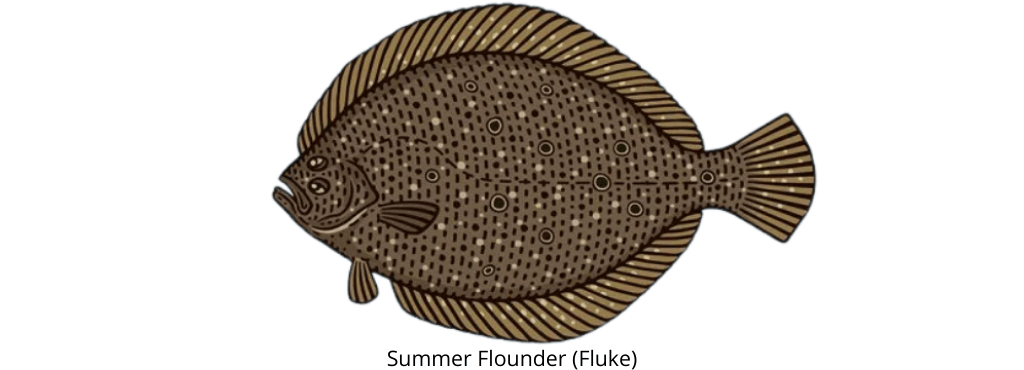 Fluke vs Flounder - the summer flounder is a fluke
