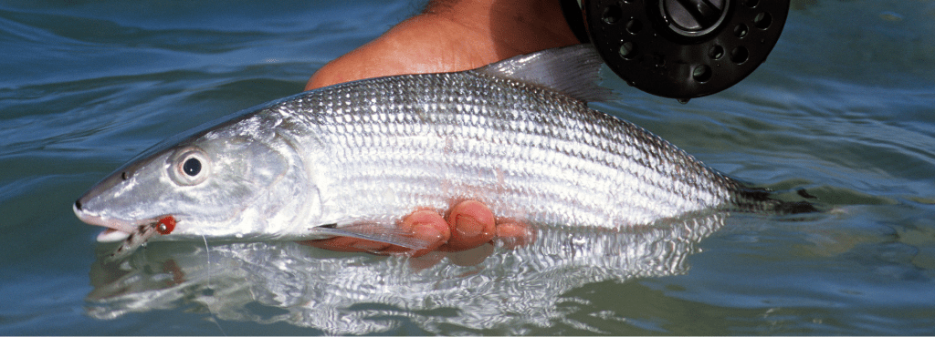 What is a bonefish and why are they so popular