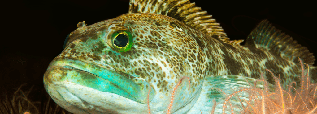 Are lingcod hard to catch?