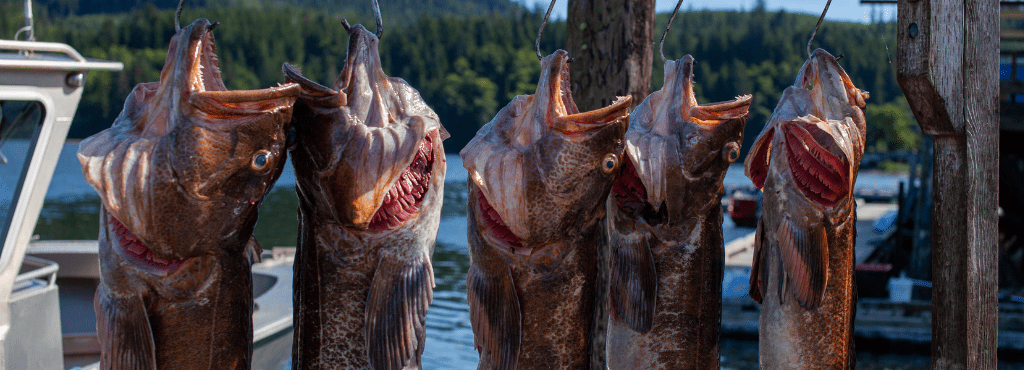 Where is the best lingcod fishing?
