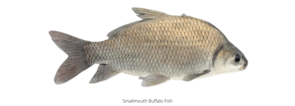 Smallmouth buffalo fish. Is buffalo fish and carp the same?