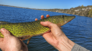 What do northern pike eat?