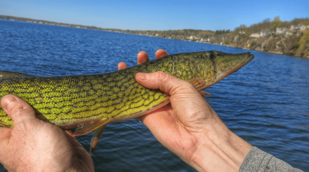 What do northern pike eat?