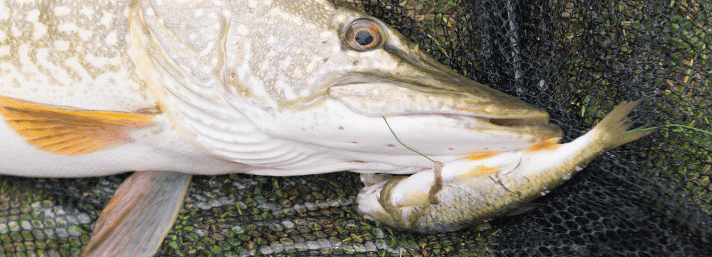 Best Live Bait for Pike