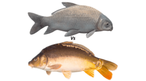Buffalo Fish vs Carp