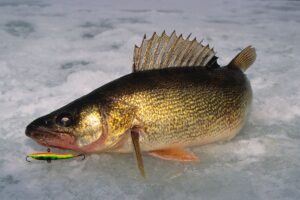 What Color Is Most Visible To A Walleye Fish