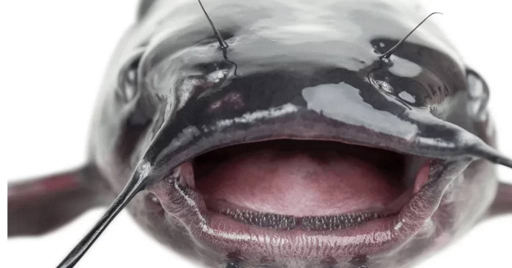 What Do Catfish Teeth Look Like?