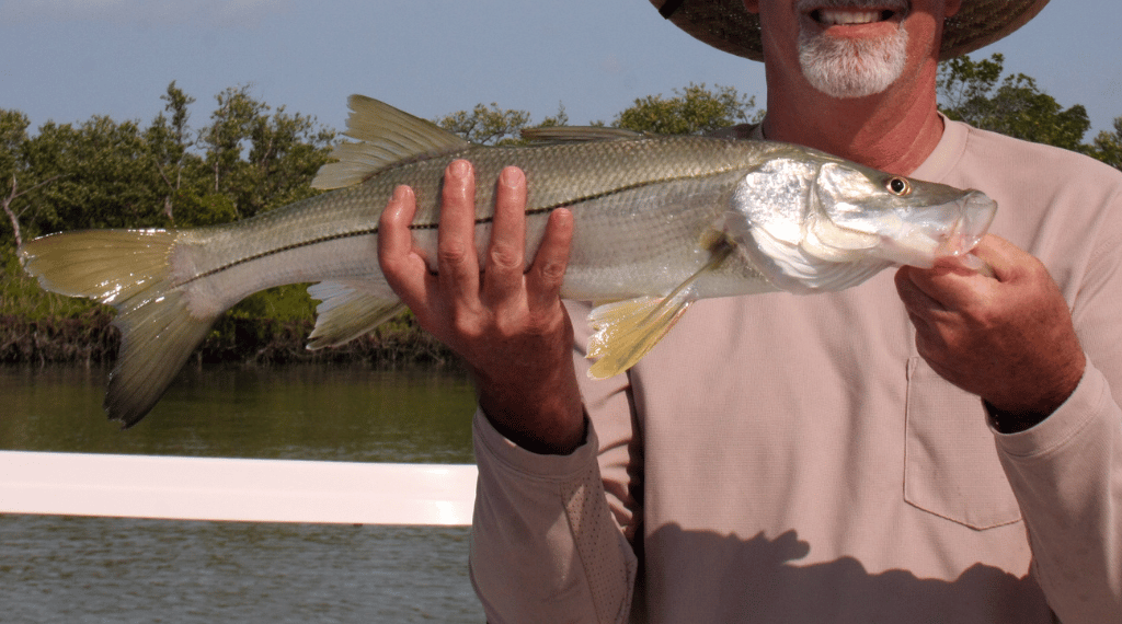 catching snook